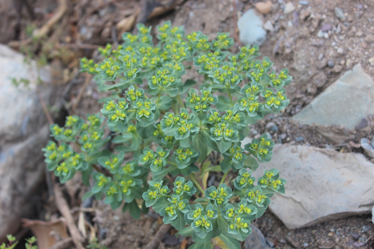 Plant Image